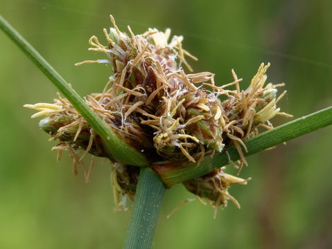 Image of Nevada Bulrush