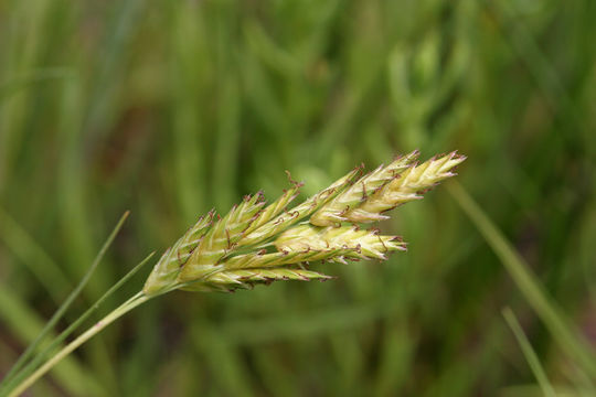 Image of saltgrass