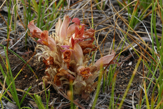 Image of <i>Orobanche corymbosa</i>