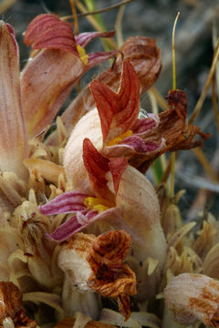 Image of <i>Orobanche corymbosa</i>