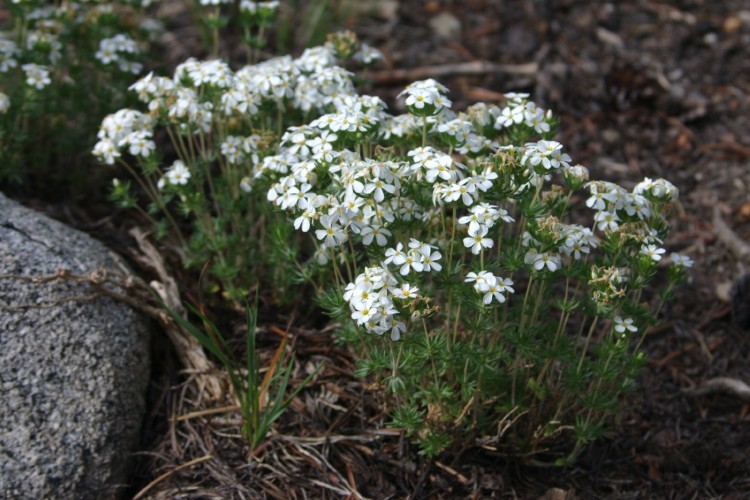 Image of Sierra linanthus