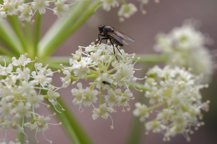 Image of poison angelica