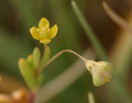 Image of Small-Flower Stinkweed