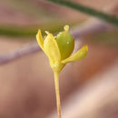 Image of Small-Flower Stinkweed