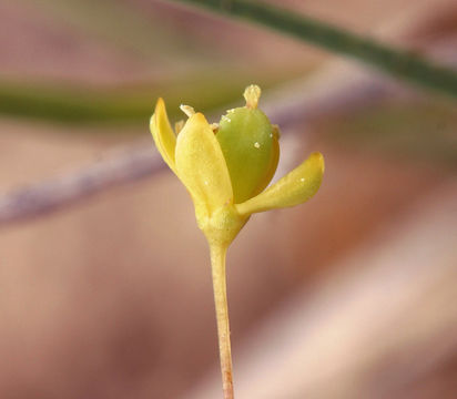 Image of Small-Flower Stinkweed