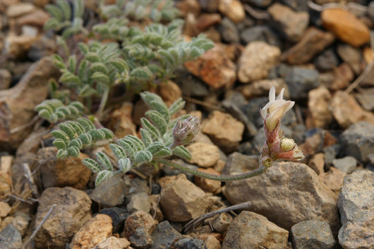 Imagem de Astragalus monoensis Barneby