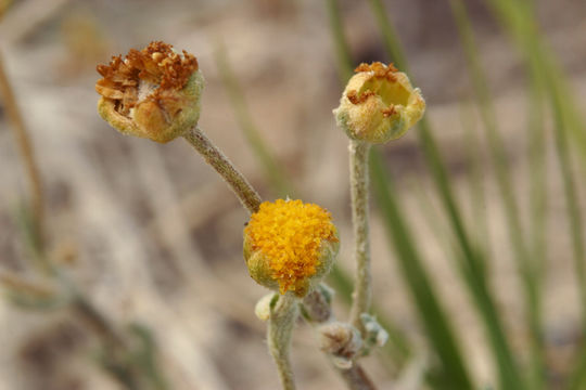 Image of <i>Sphaeromeria potentilloides</i> var. <i>nitrophila</i>