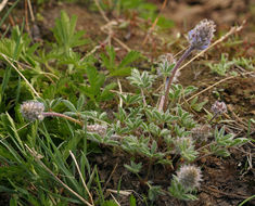 صورة <i>Lupinus lepidus</i> var. <i>lobbii</i>