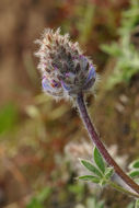 صورة <i>Lupinus lepidus</i> var. <i>lobbii</i>