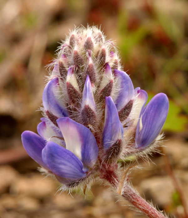 صورة <i>Lupinus lepidus</i> var. <i>lobbii</i>