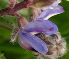 صورة <i>Lupinus lepidus</i> var. <i>lobbii</i>