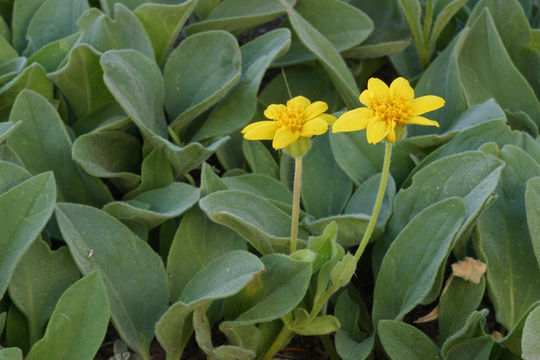 Слика од Arnica nevadensis A. Gray