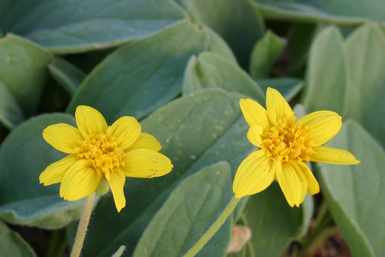 Слика од Arnica nevadensis A. Gray