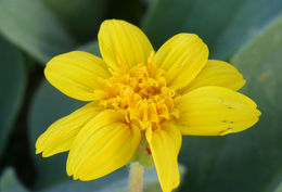 Слика од Arnica nevadensis A. Gray