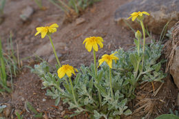 Image of common woolly sunflower