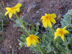 Image of common woolly sunflower