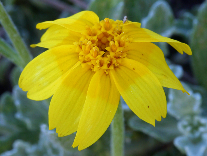 Image of common woolly sunflower