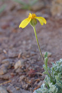 Image of common woolly sunflower