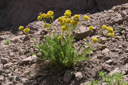 Image de Ivesia gordonii (Hook.) Torr. & Gray