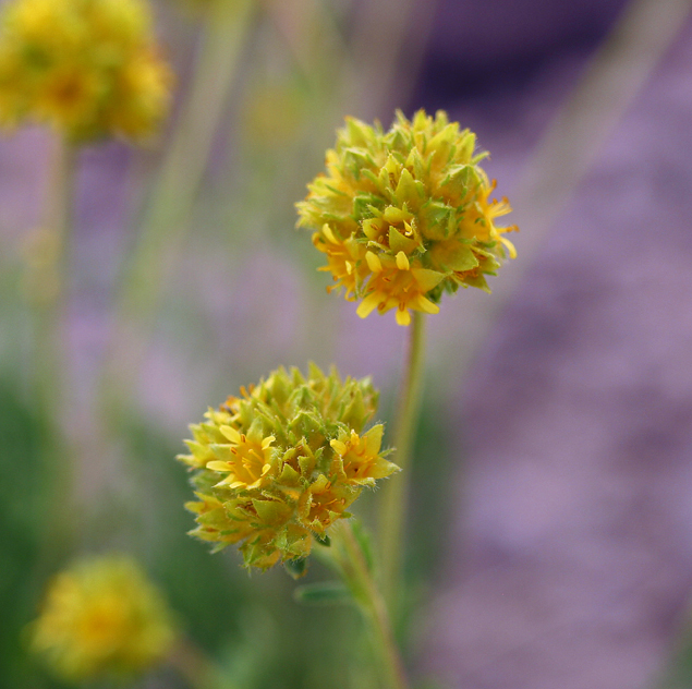 Image de Ivesia gordonii (Hook.) Torr. & Gray