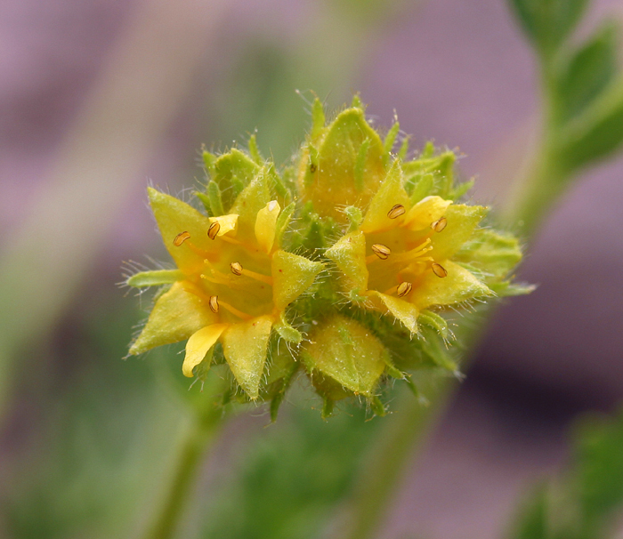 Image de Ivesia gordonii (Hook.) Torr. & Gray