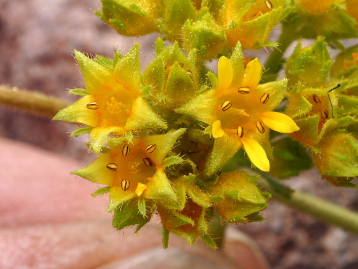 Image de Ivesia gordonii (Hook.) Torr. & Gray