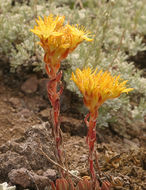 Image of spearleaf stonecrop