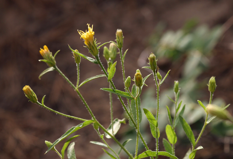 Imagem de Eucephalus breweri (A. Gray) G. L. Nesom