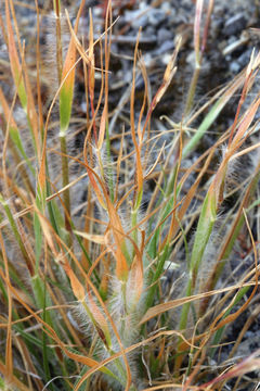 Image de Danthonia unispicata (Thurb.) Munro ex Macoun