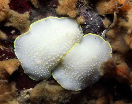 Image of Cadlina luteomarginata MacFarland 1966