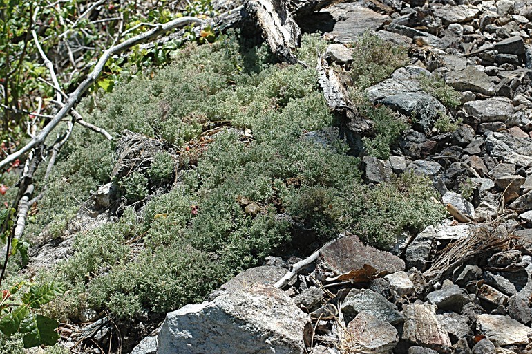 Image de Galium clementis Eastw.