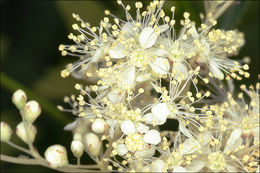 Image of Meadowsweet