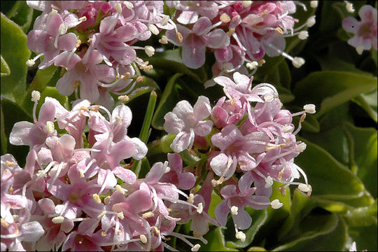 Image of <i>Valeriana supina</i>