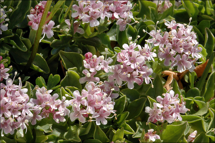 Image of <i>Valeriana supina</i>