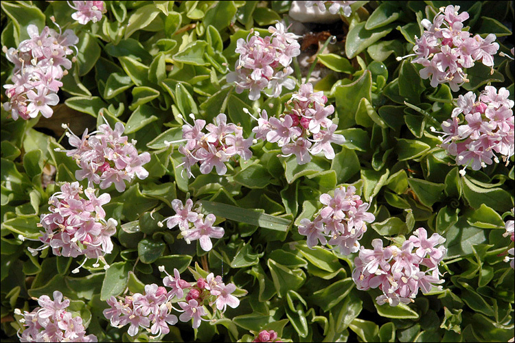 Image of <i>Valeriana supina</i>