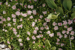 Image of <i>Valeriana supina</i>