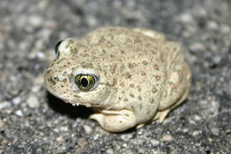 Image of Western Spadefoot Toad