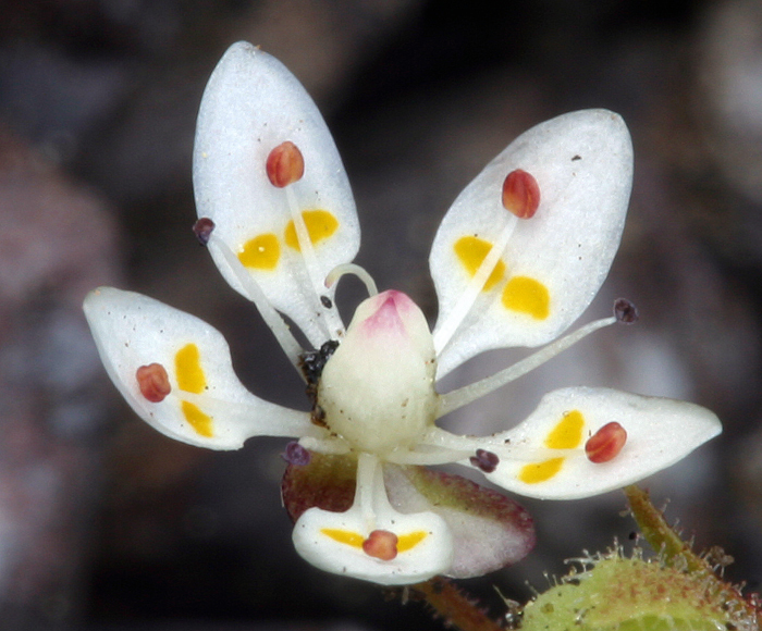 Imagem de Micranthes bryophora (A. Gray) Brouillet & Gornall