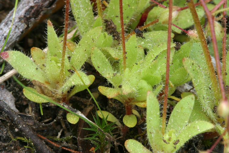 Imagem de Micranthes bryophora (A. Gray) Brouillet & Gornall