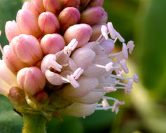 Image of Amphibious Bistort