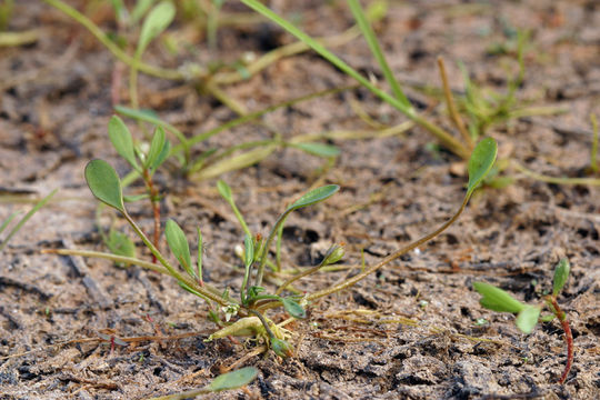 Image of Mudwort