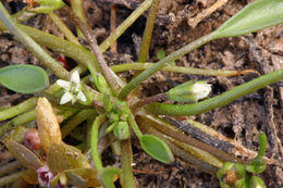 Limosella aquatica L. resmi