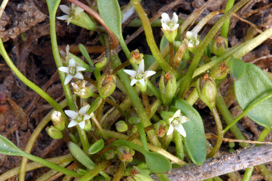 Limosella aquatica L. resmi