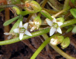 Image of Mudwort