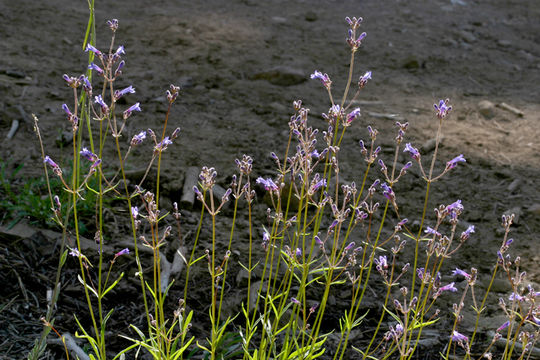 Image of slender penstemon