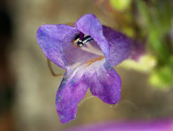 Image of slender penstemon