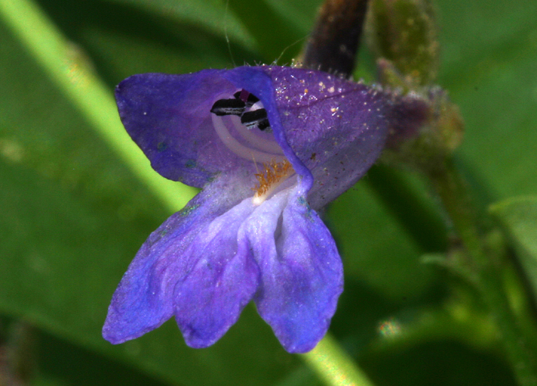 Image of slender penstemon