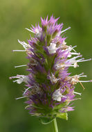 Image of nettleleaf giant hyssop