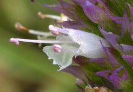 Image of nettleleaf giant hyssop