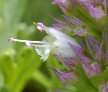 Image of nettleleaf giant hyssop